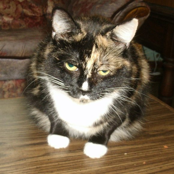 Hello everyone! I'm Kirin! - Picture 12 of 13